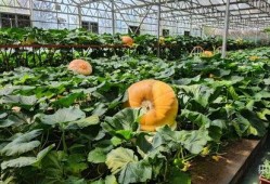 寿光网红大瓜,一场网络舆论的风暴